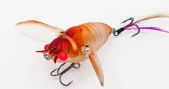 Chasebaits Ripple Cicada 1 3/4 Inch Wakebait Crawler -Famous Fishing Store 32233146941529