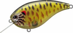 Evergreen International Flat Force 4 Flat-Sided Shallow Diving Crankbait 34 Evergreen International Flat Force 4 Flat-Sided Shallow Diving Crankbait -Famous Fishing Store ever green ff 286 skeleton pumpkinseed
