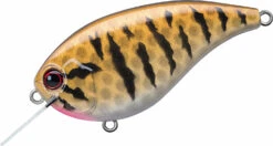 Evergreen International Flat Force 4 Flat-Sided Shallow Diving Crankbait 35 Evergreen International Flat Force 4 Flat-Sided Shallow Diving Crankbait -Famous Fishing Store ever green ff 392 smallmouth bass